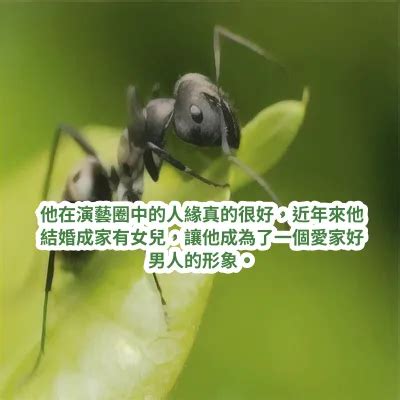 夢見紅螞蟻|伊本·西林 (Ibn Sirin) 對夢見螞蟻的 30 種最重要的解讀